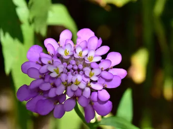 Ubiorek okółkowy - zdjęcie 5