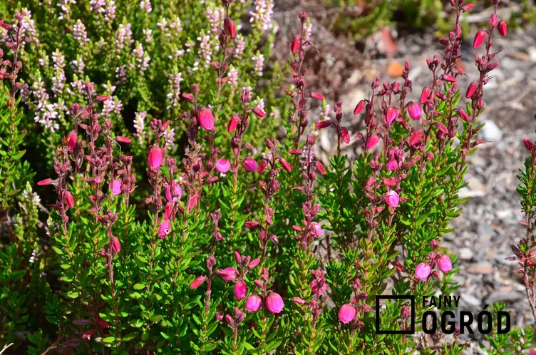 Dabecja kantabryjska Dabecja kantabryjska