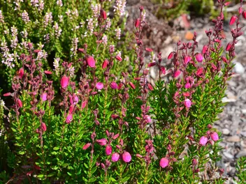 Dabecja kantabryjska - zdjęcie 2