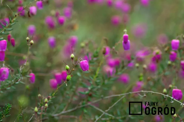 Dabecja kantabryjska Dabecja kantabryjska