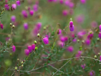 Dabecja kantabryjska - zdjęcie 3