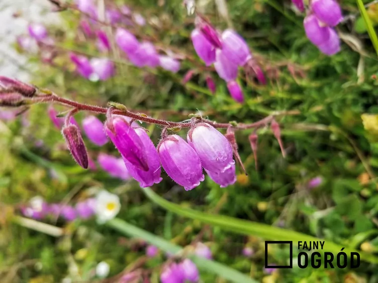 Dabecja kantabryjska Dabecja kantabryjska