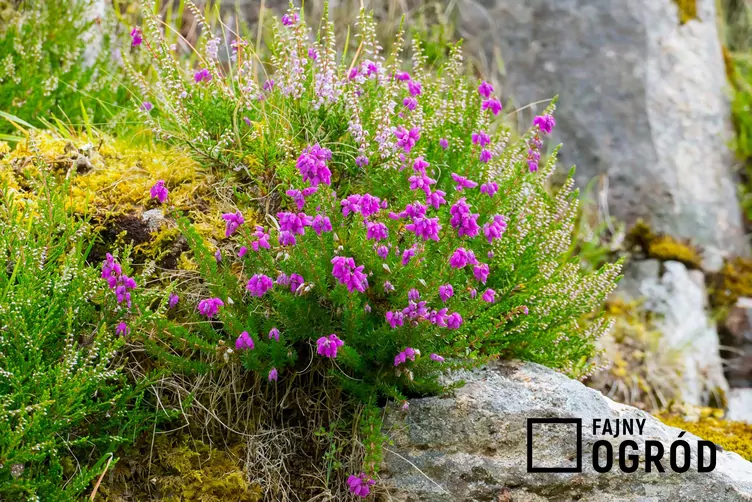 Dabecja kantabryjska - zdjęcie 5 Dabecja kantabryjska - zdjęcie 5