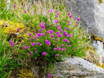 Dabecja kantabryjska - zdjęcie 5