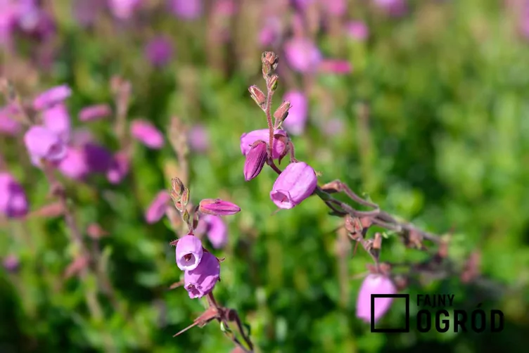 Dabecja kantabryjska