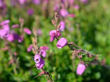 Zdjęcie ilustrujące dabecja kantabryjska