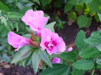 Klarkia wytworna - zdjęcie 2