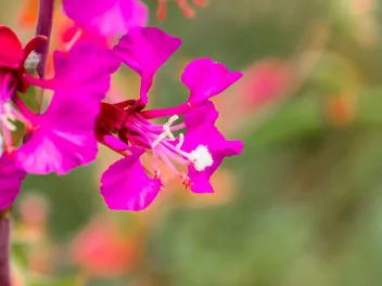 Klarkia wytworna - zdjęcie 3