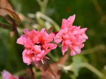 Klarkia wytworna - zdjęcie 4