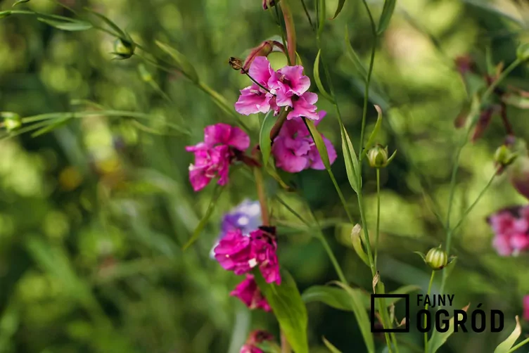 Klarkia wytworna - zdjęcie 5