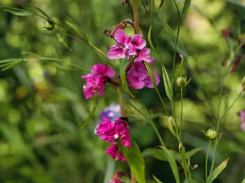 Klarkia wytworna - zdjęcie 5