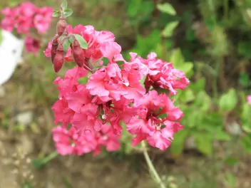 Ilustracja rośliny klarkia wytworna