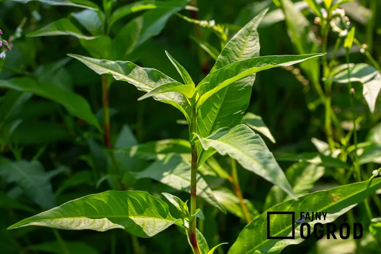 Rdest szczawiolistny