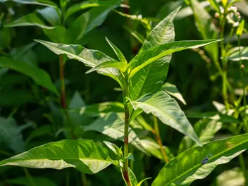 Ilustracja rośliny rdest szczawiolistny