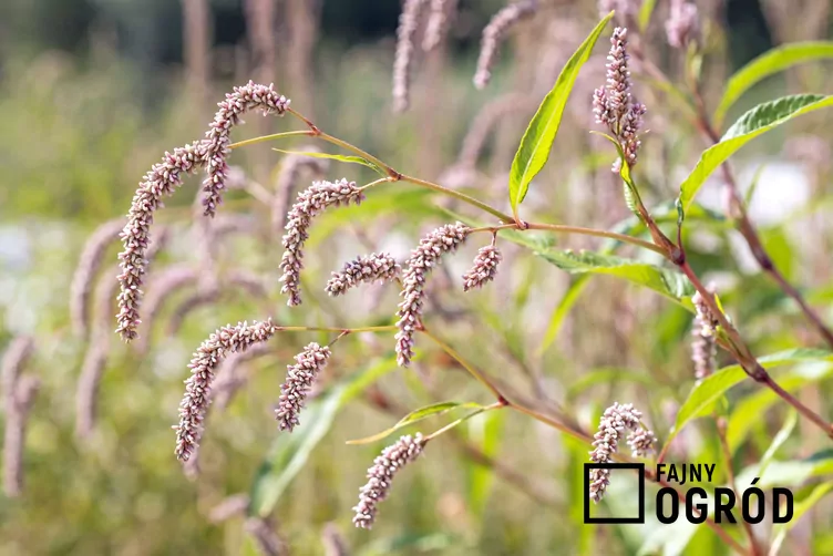 Rdest szczawiolistny Rdest szczawiolistny