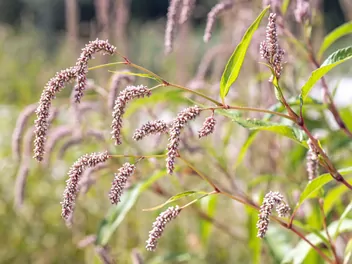 Rdest szczawiolistny - zdjęcie 2