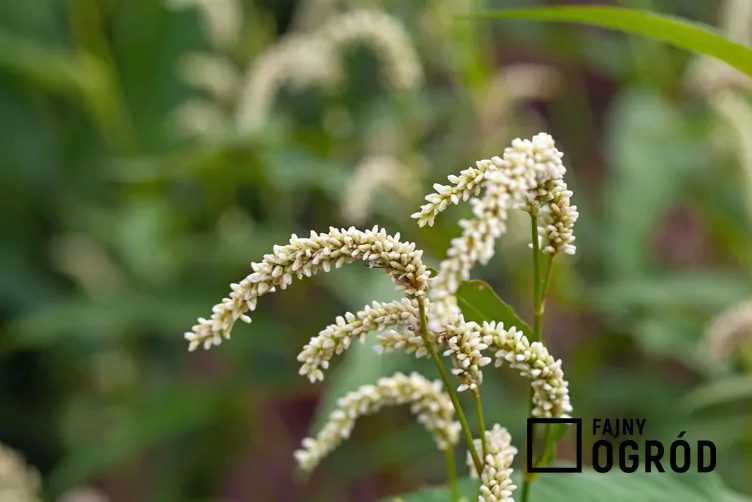 Rdest szczawiolistny Rdest szczawiolistny