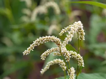 Rdest szczawiolistny - zdjęcie 3