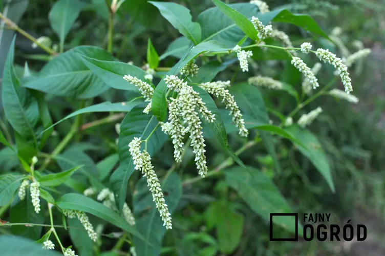 Rdest szczawiolistny Rdest szczawiolistny