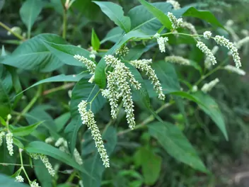 Rdest szczawiolistny - zdjęcie 4