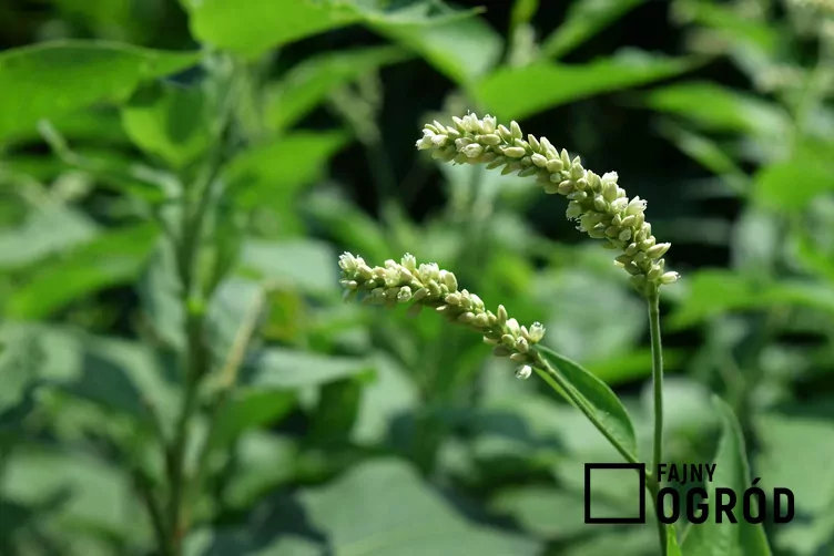 Rdest szczawiolistny - zdjęcie 5 Rdest szczawiolistny - zdjęcie 5