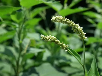 Rdest szczawiolistny - zdjęcie 5