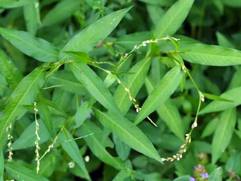 Ilustracja rośliny rdest ostrogorzki