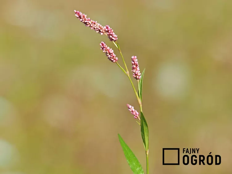 Rdest wodny Rdest wodny