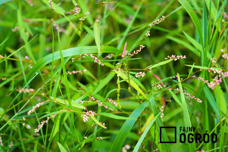 Pieprz wodny Pieprz wodny