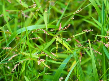 Rdest ostrogorzki - zdjęcie 3