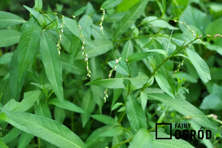 Rdest ostrogorzki Rdest ostrogorzki