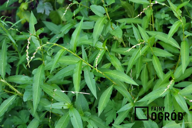 Rdest ostrogorzki - zdjęcie 5 Rdest ostrogorzki - zdjęcie 5