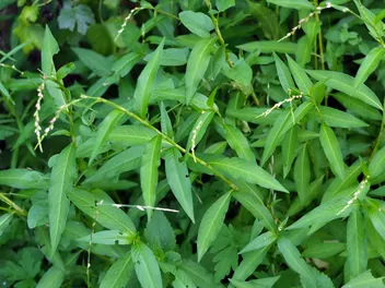 Rdest ostrogorzki - zdjęcie 5