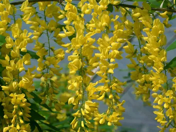 Ilustracja rośliny złotokap waterera