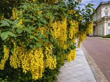 Złotokap Waterera - zdjęcie 2