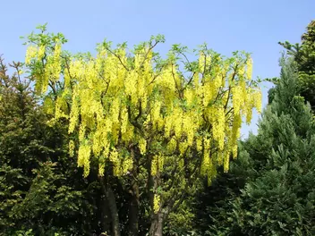 Złotokap Waterera - zdjęcie 3