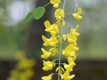 Złotokap Waterera - zdjęcie 4