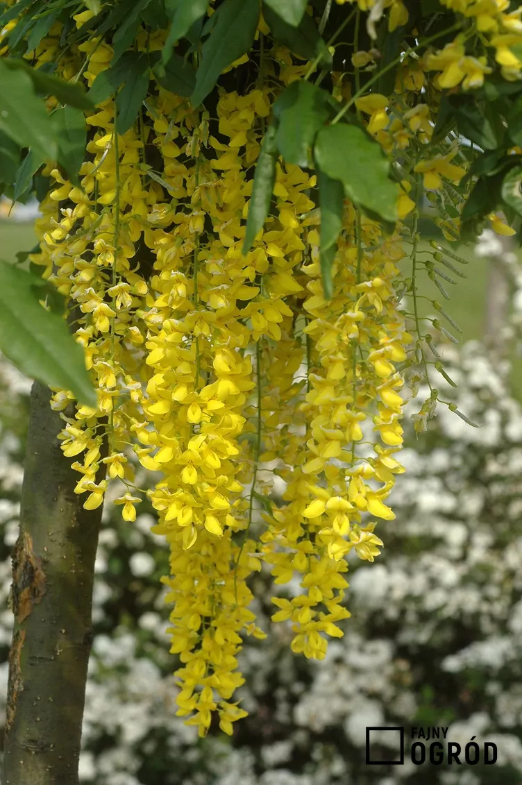 Złotokap Waterera - zdjęcie 5