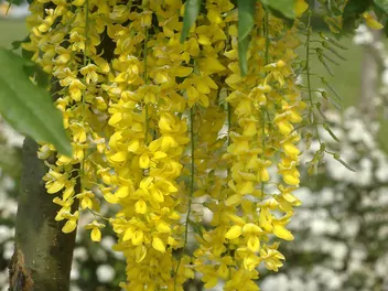 Złotokap Waterera - zdjęcie 5