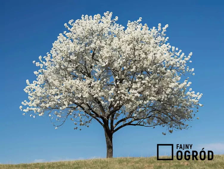 Grusza drobnoowocowa