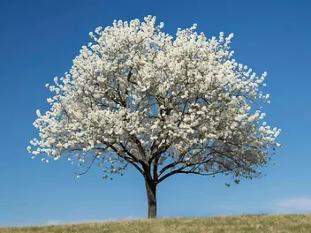 Grusza drobnoowocowa - zdjęcie 2