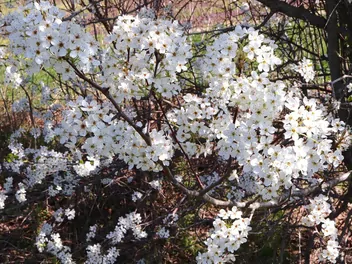 Grusza drobnoowocowa - zdjęcie 3