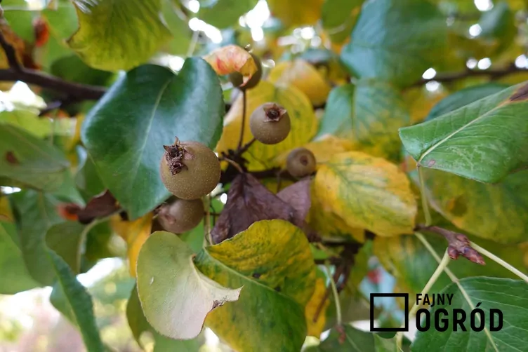 Grusza drobnoowocowa