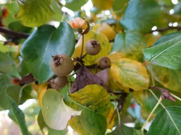 Grusza drobnoowocowa - zdjęcie 4