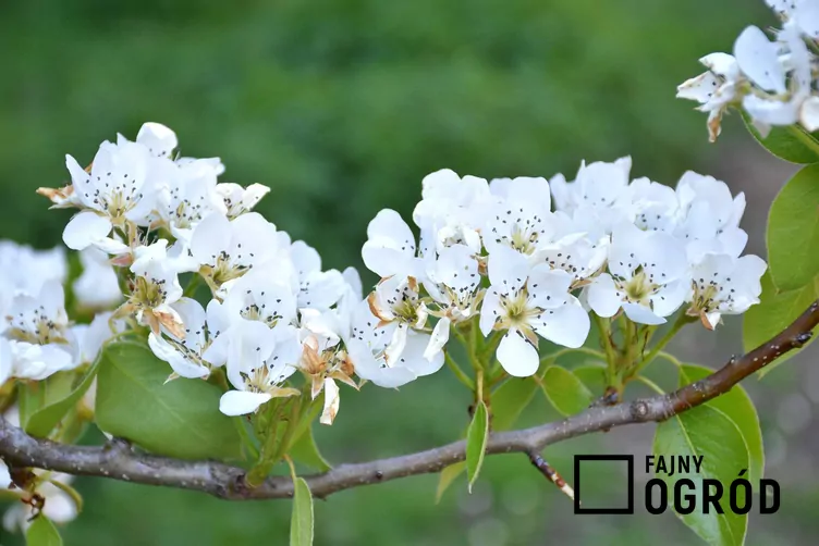 Grusza drobnoowocowa - zdjęcie 5