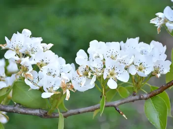 Grusza drobnoowocowa - zdjęcie 5