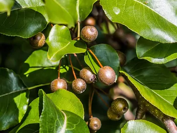 Zdjęcie ilustrujące grusza drobnoowocowa