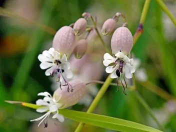 Lepnica rozdęta - zdjęcie 2
