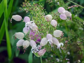 Lepnica rozdęta - zdjęcie 3