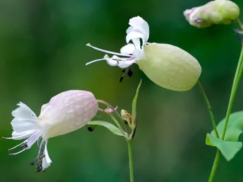 Lepnica rozdęta - zdjęcie 4